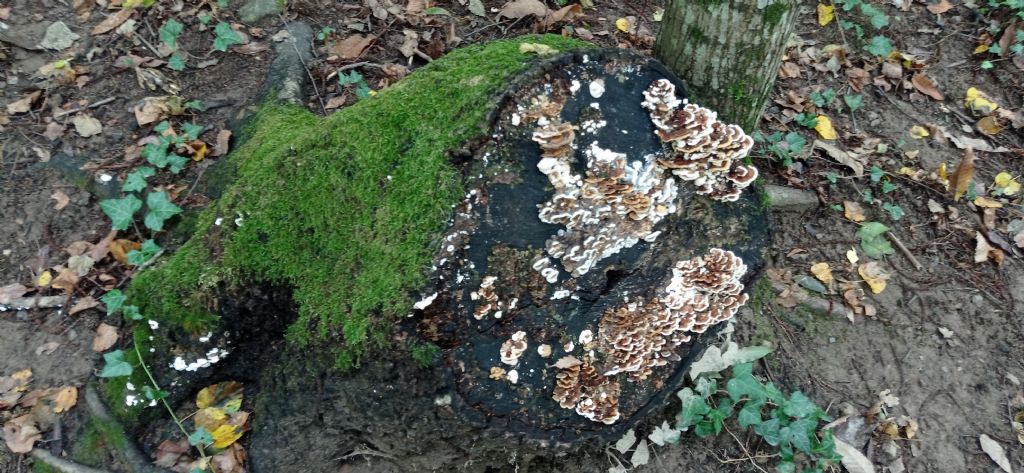 Trametes sp.